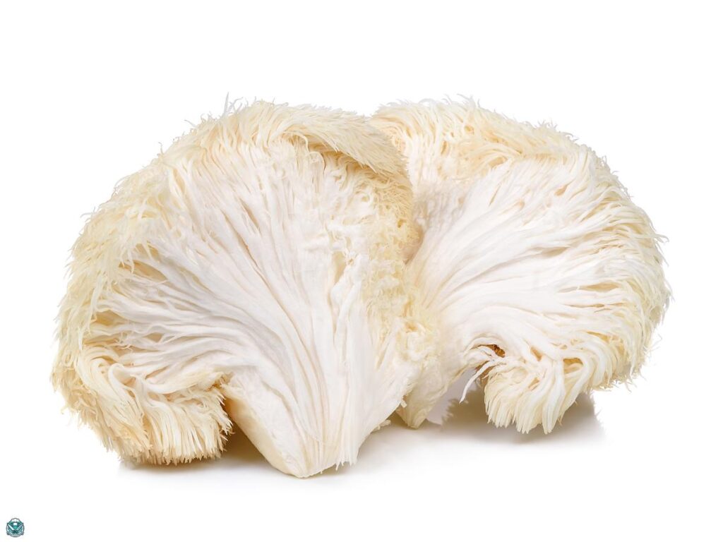 lion's Mane Mushroom