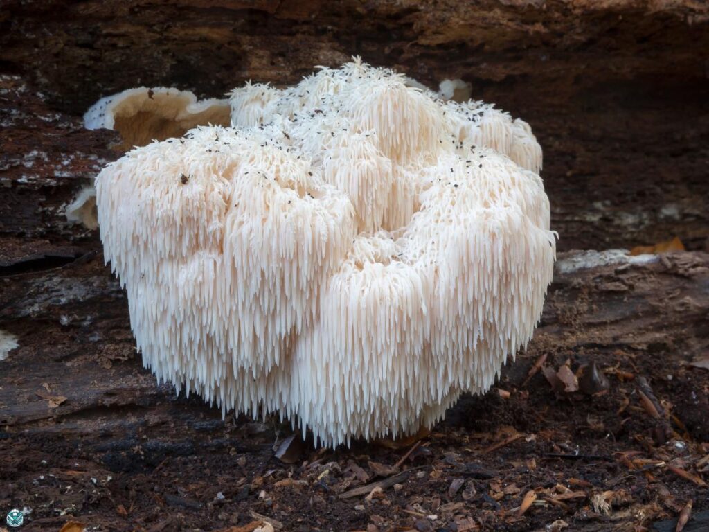 lion's Mane Mushroom