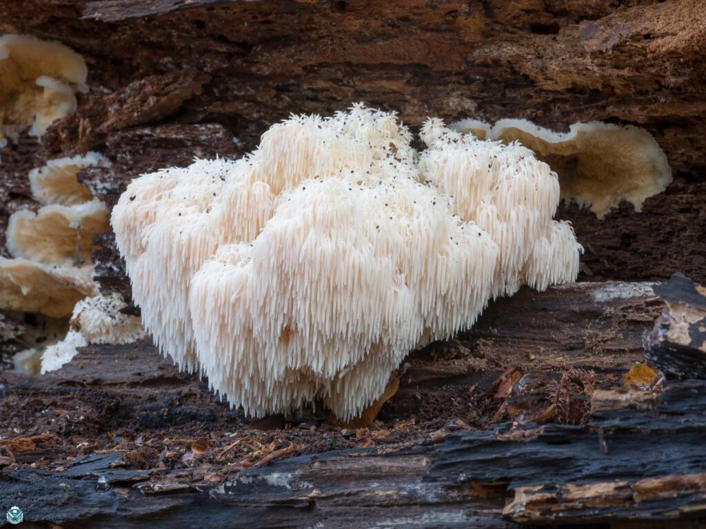 lion's Mane Mushroom