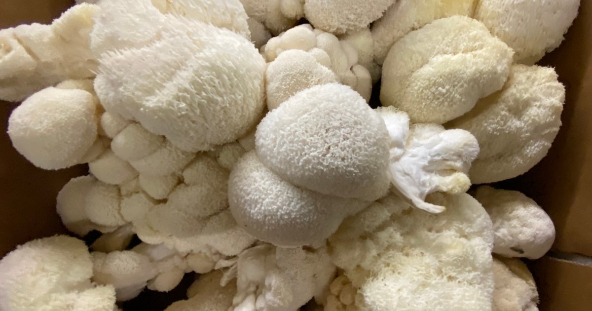 how to cook lion's mane mushrooms