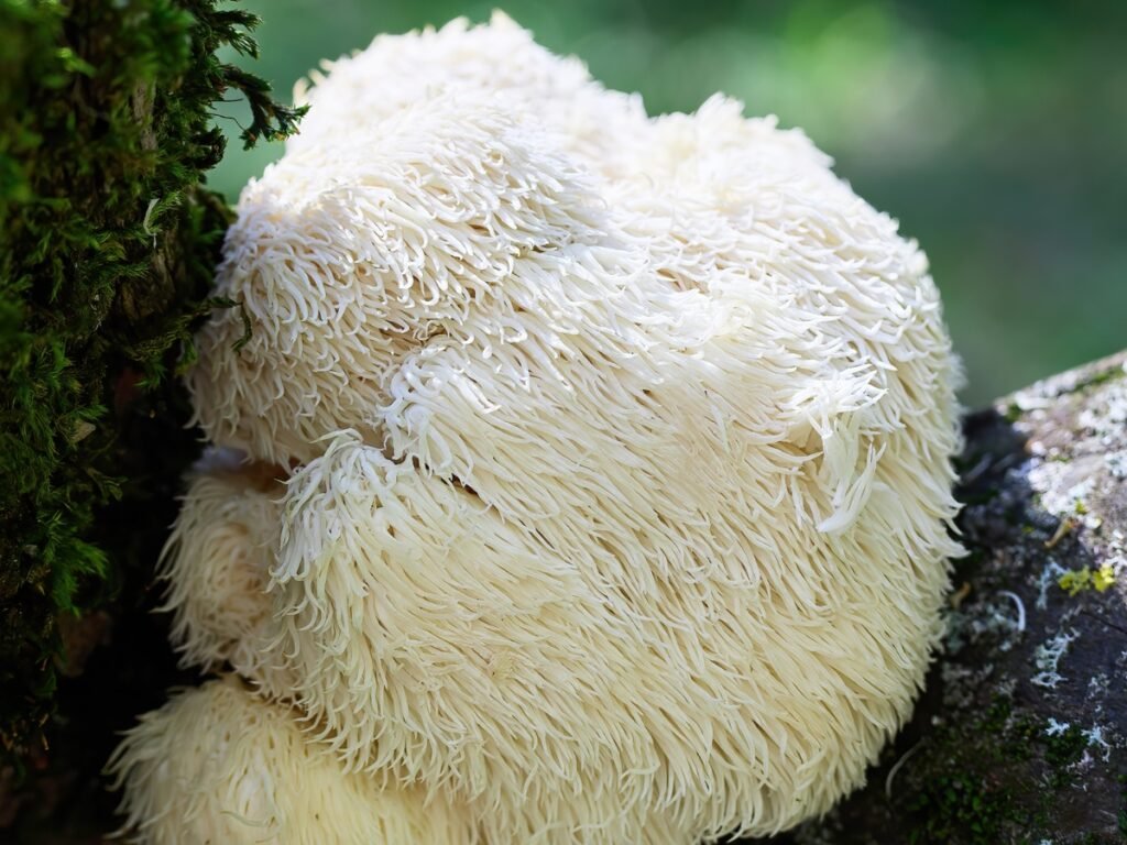 lion's mane mushrooms