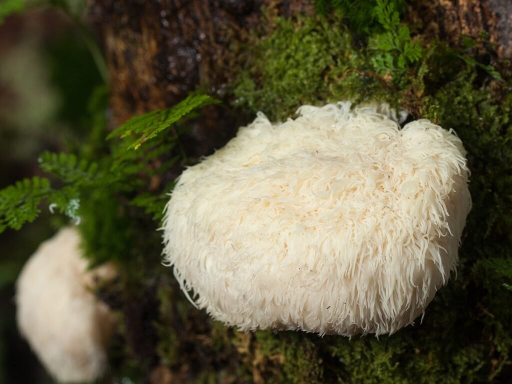 how to cook lion's mane mushrooms