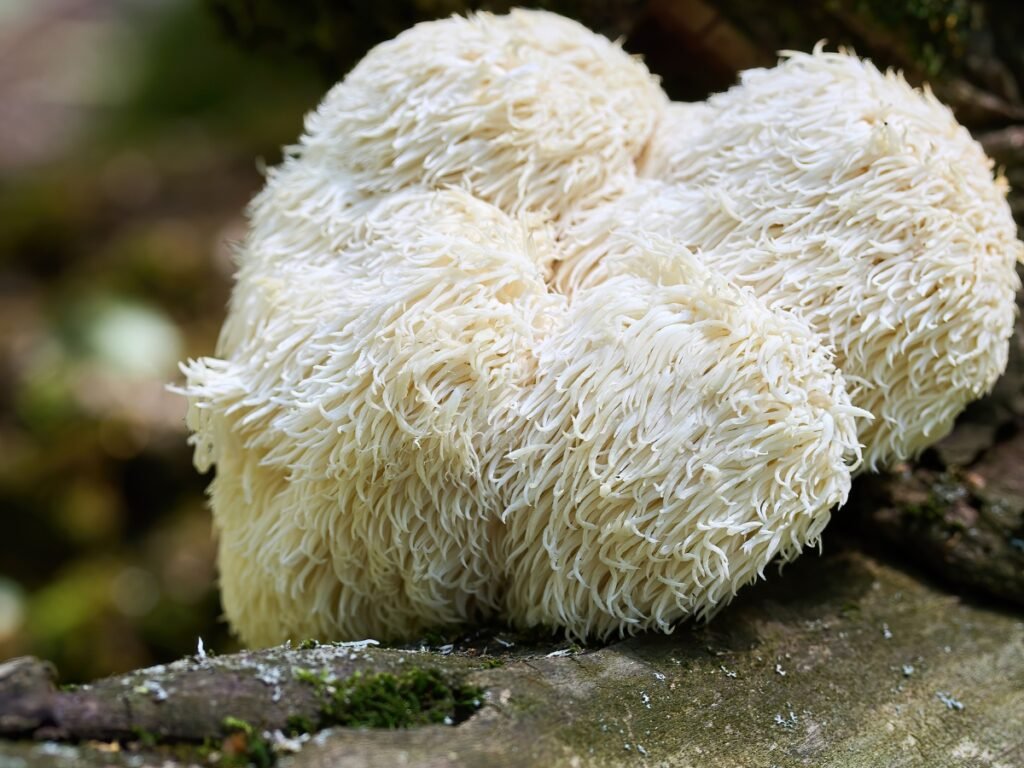 how to cook lion's mane mushrooms