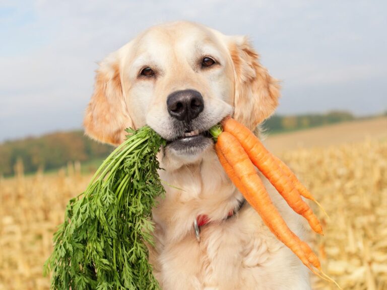 How to Cook Carrots for Dogs: 5 Delicious and Healthy Ways to Treat Your Pup