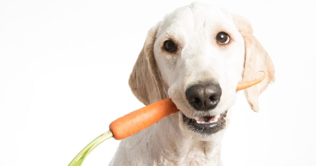 How to cook carrots for dogs