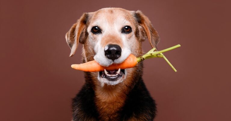 How to cook carrots for dogs