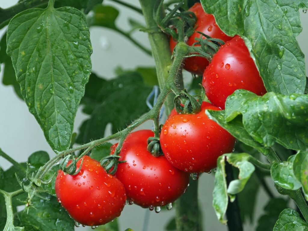 why am i craving tomatoes