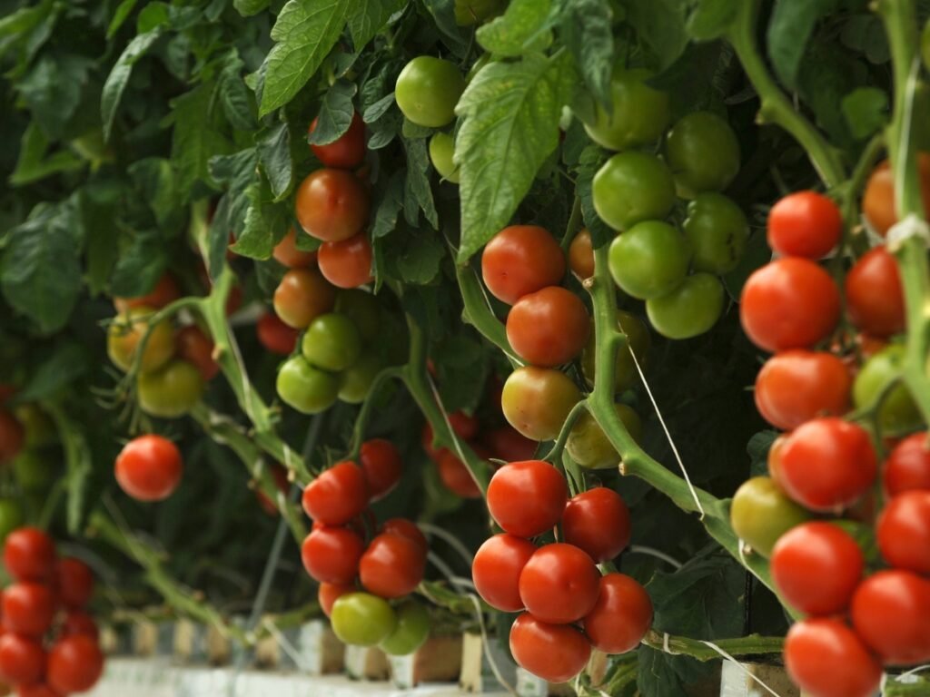 why am i craving tomatoes