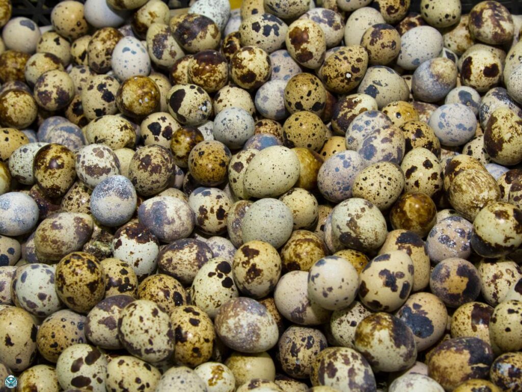 quail eggs