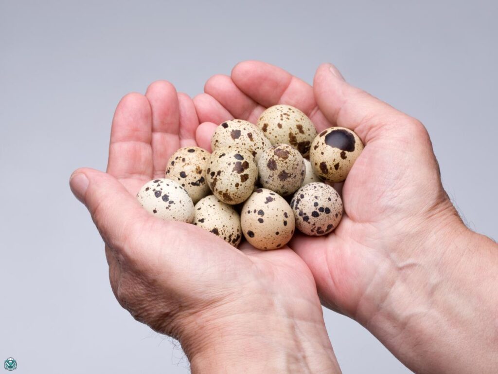 quail eggs