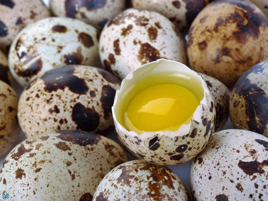 cracked quail eggs