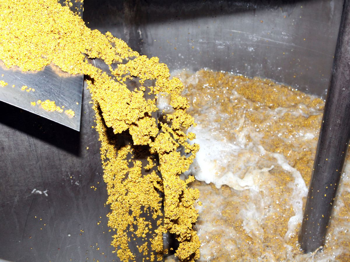 Mustard Production