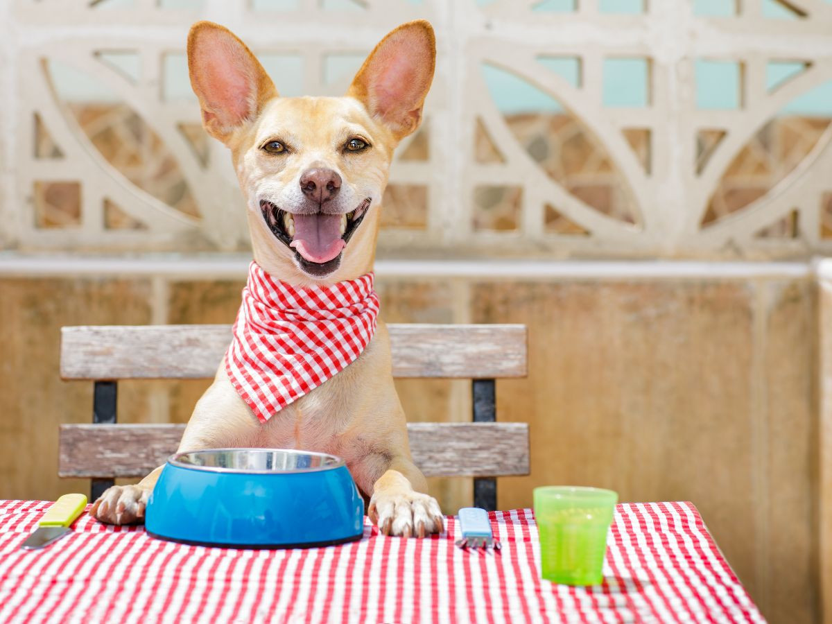 Happy dog sitting at table