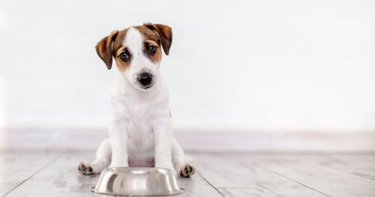 Can Dogs Eat Olives: Healthy Snack or Hazard?