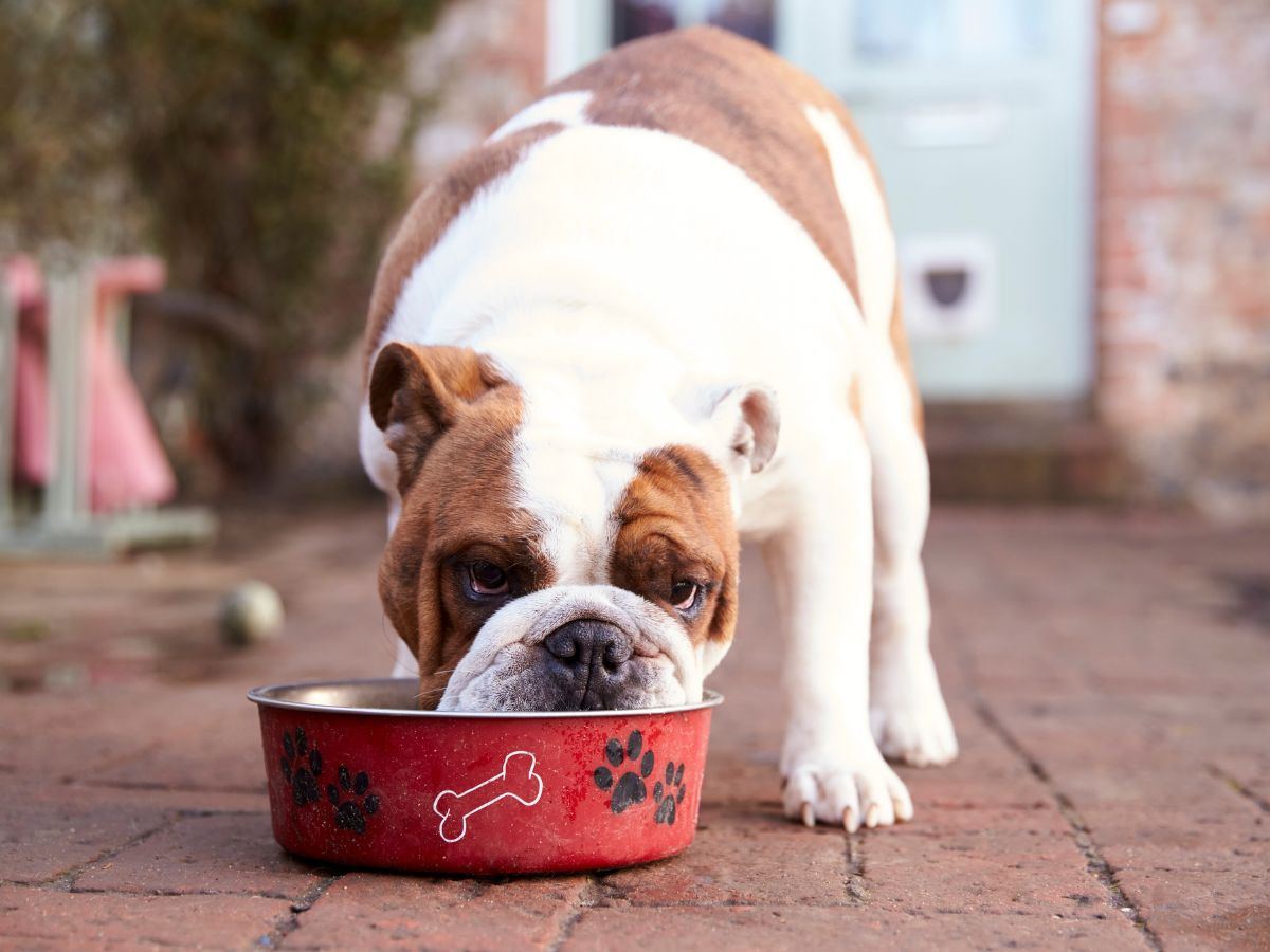 Dog eating from dog bowl