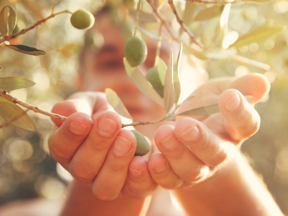 Olive Health