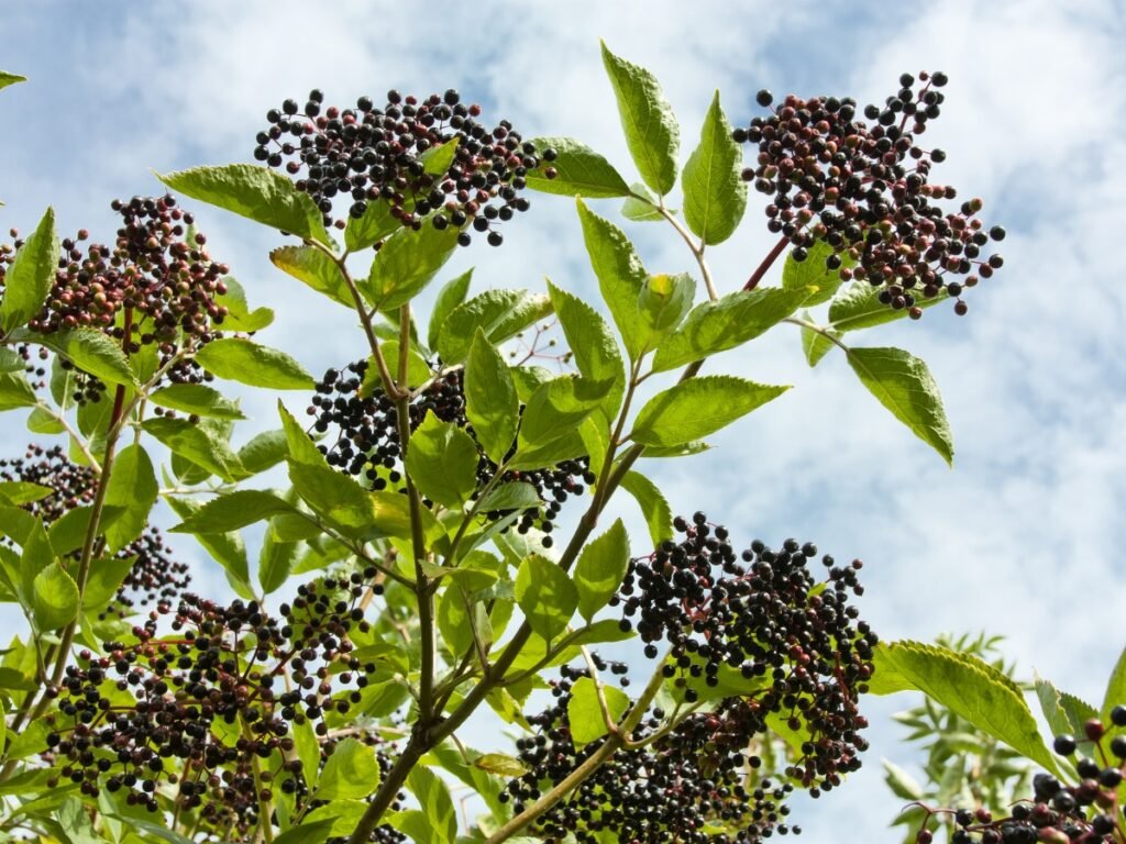 what does elderberry taste like