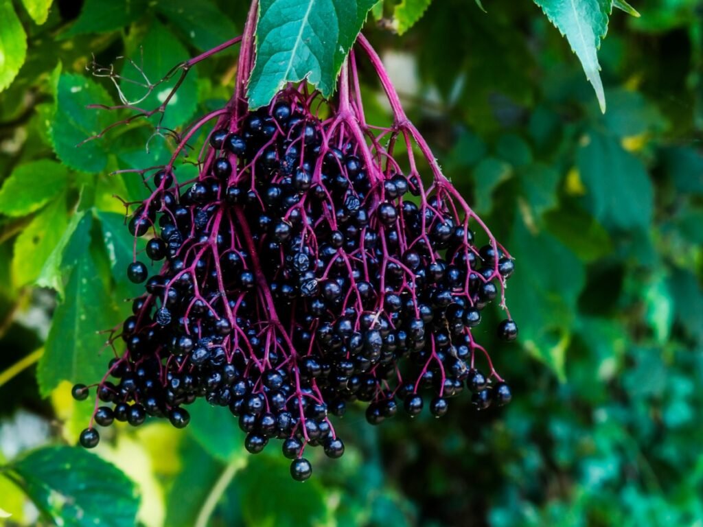 what does elderberry taste like