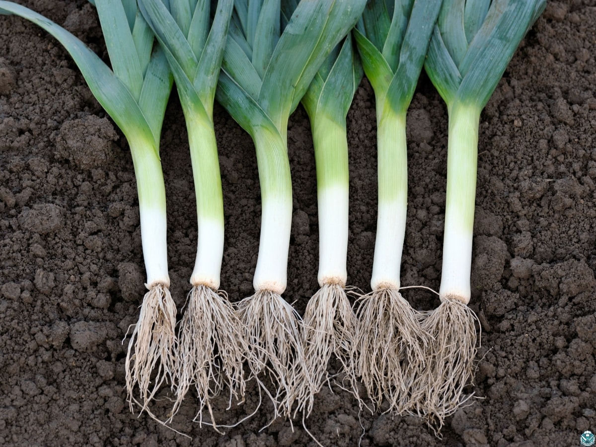 Leeks