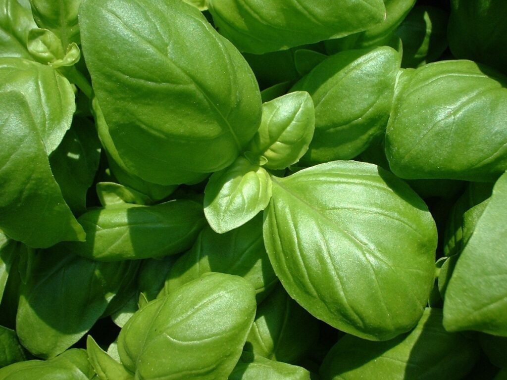 basil